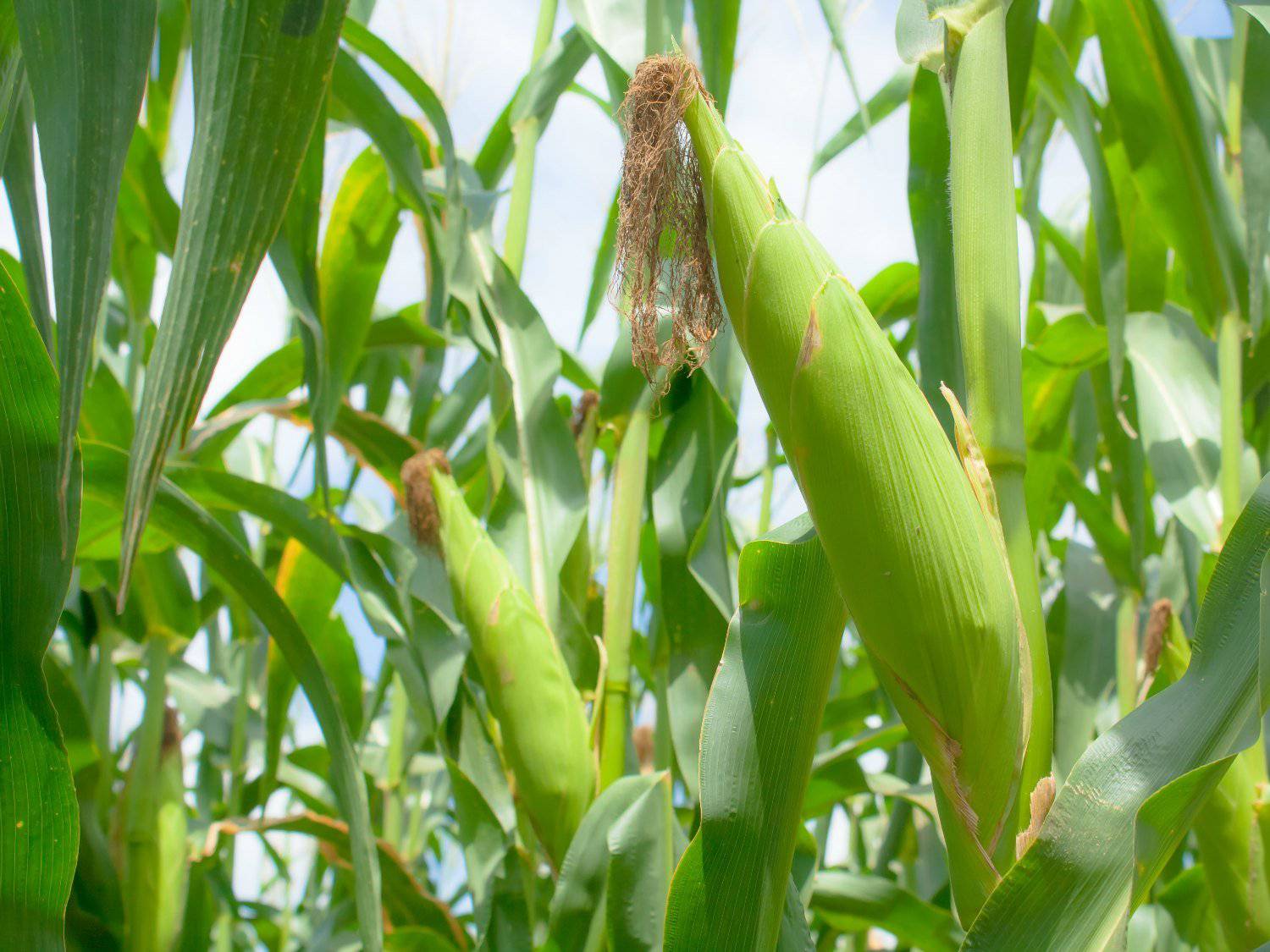 Baby corn