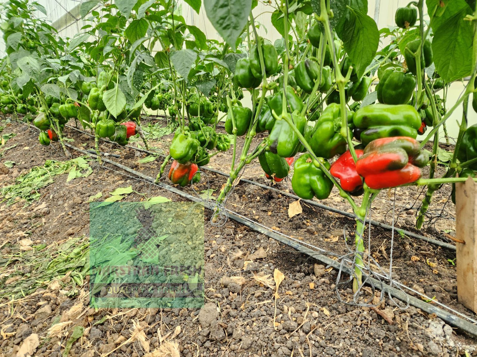 capsicum
