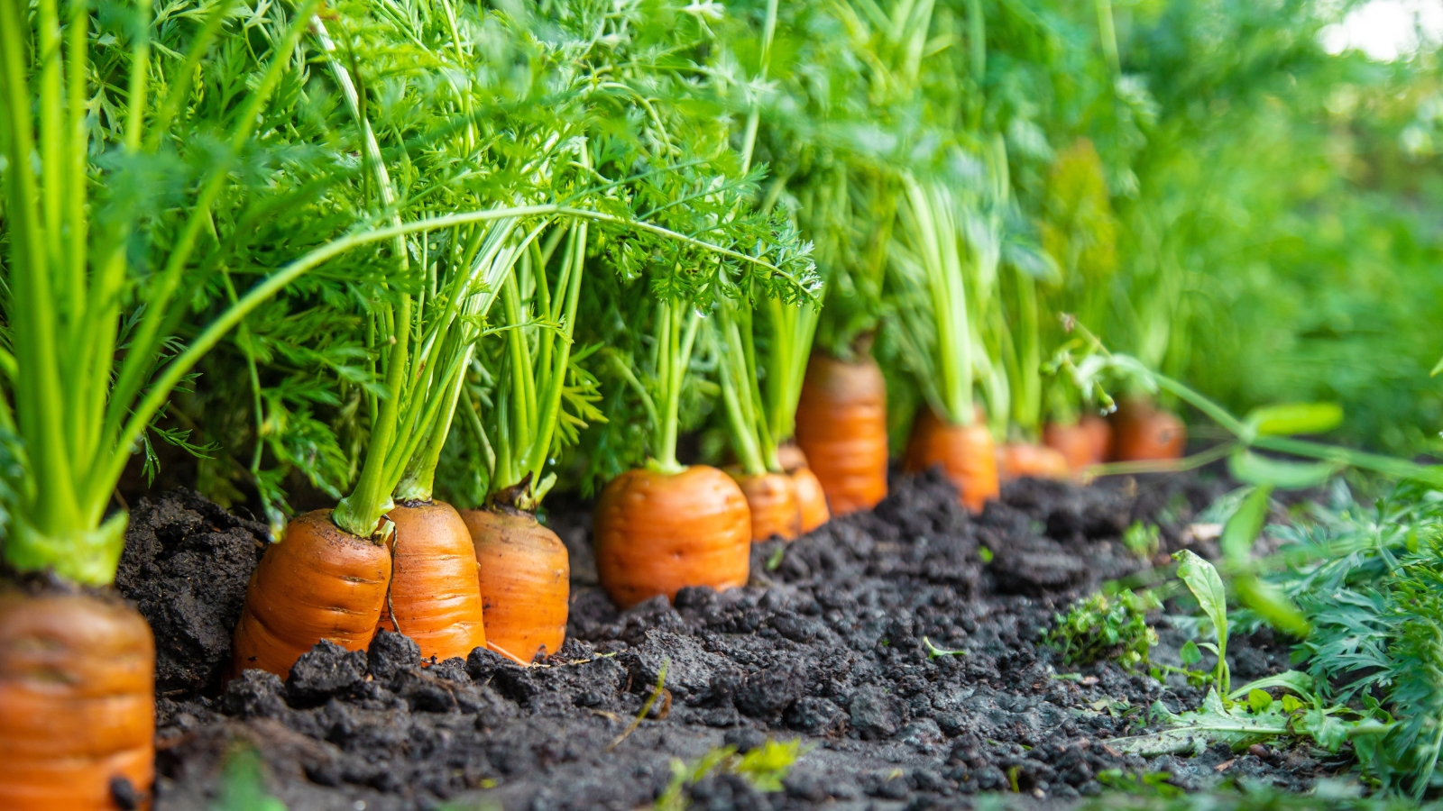carrots