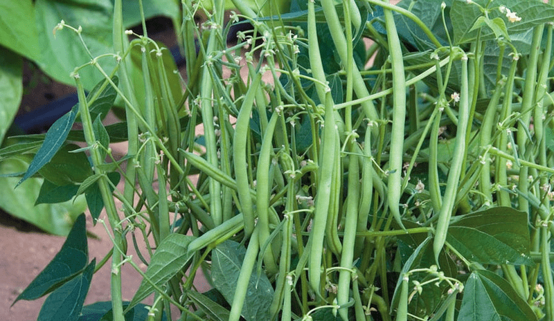 french beans