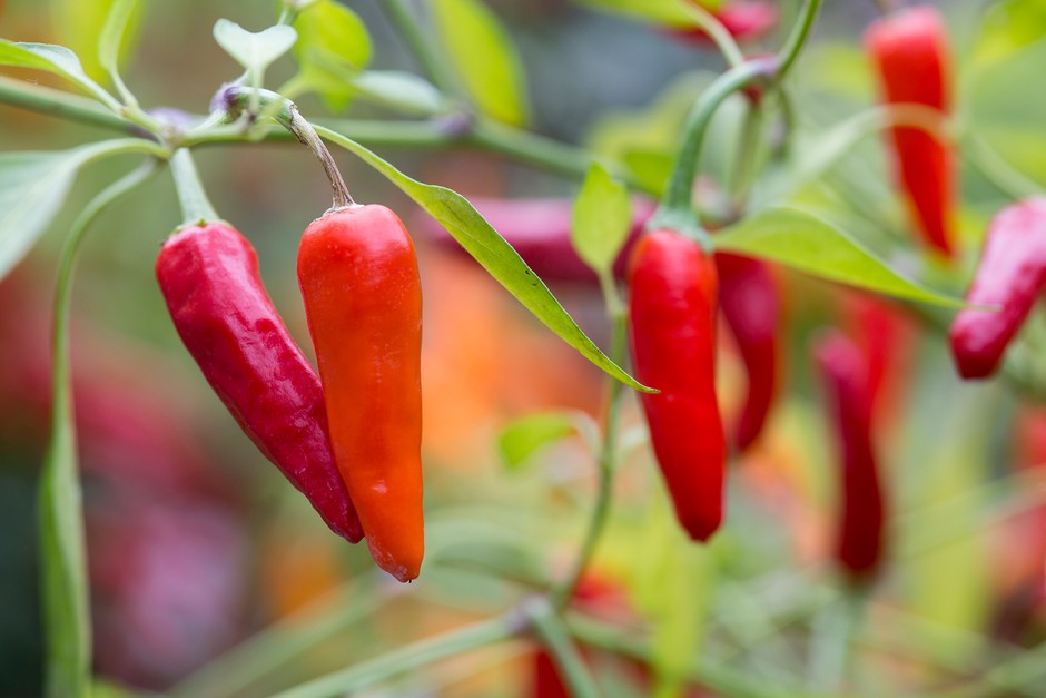 chillies