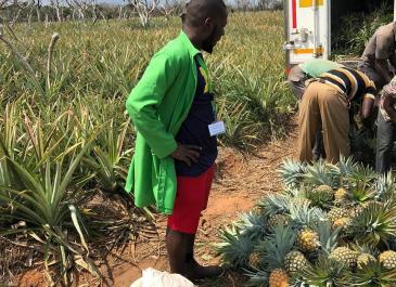 pineapple farm