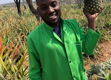 pineapple farm